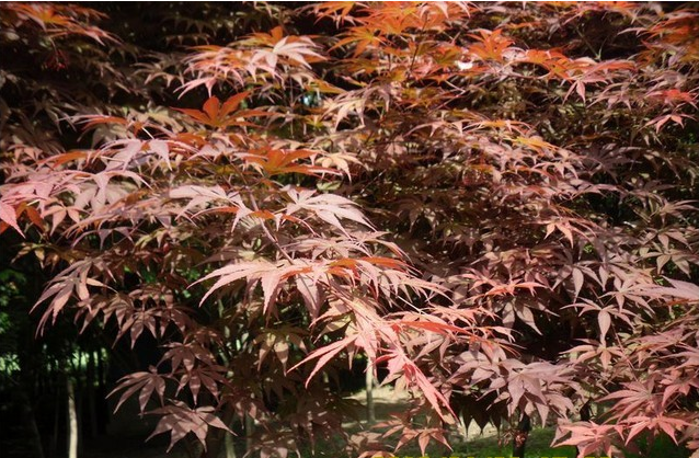 槭樹(shù)科?紅楓.png